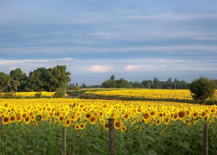 Le Petit Basket Daire *
